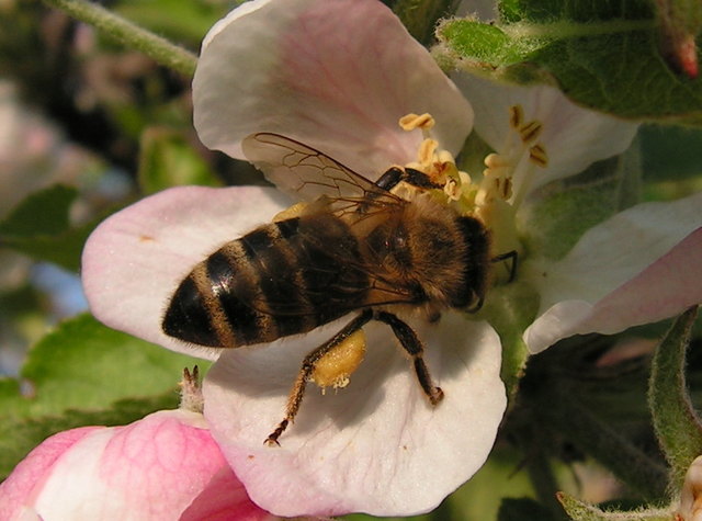 Frühlingsbiene
