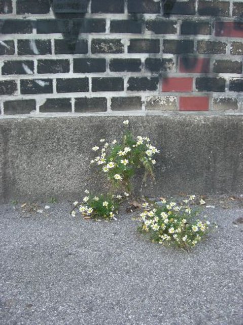 wilde schönheit am donaukanal