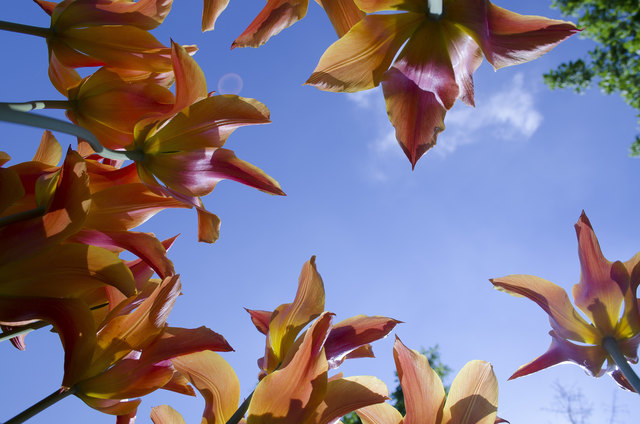 Frühling im Botanischen Garten