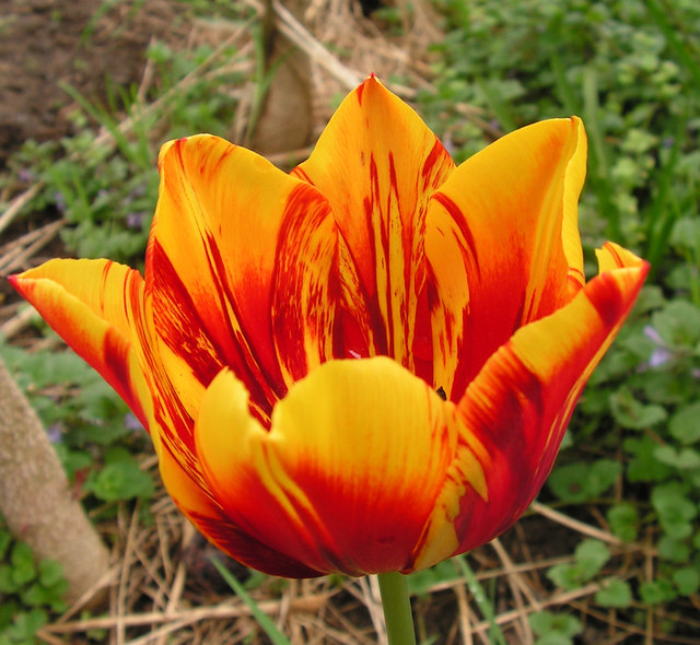 Frühlingsfarben