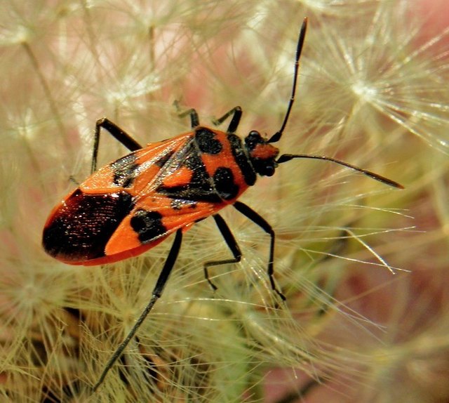 ... die Zimtwanze, Corizus hyoscyami, aus der Familie der Glasflügelwanzen