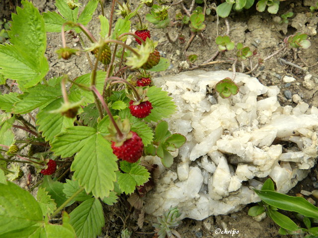 die Erbeeren sind reif