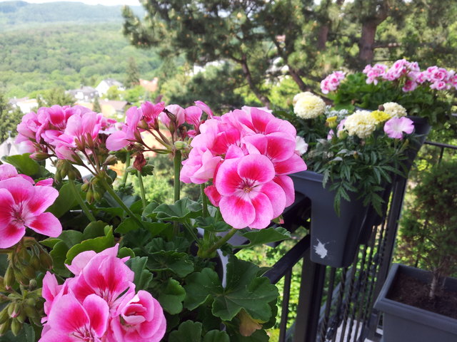 Balkon am Kordon