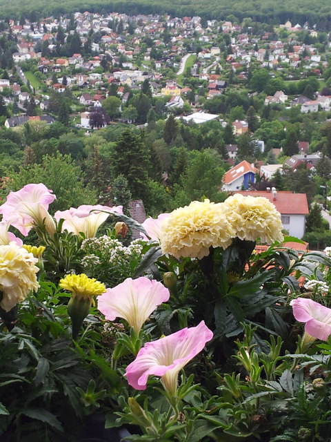 Blick vom Balkon Richtung Eden-Siedlung Penzing