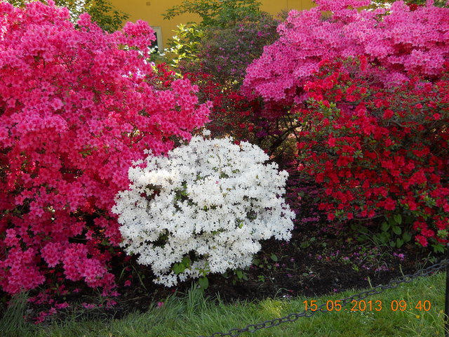 blumenpracht in schönbrunn