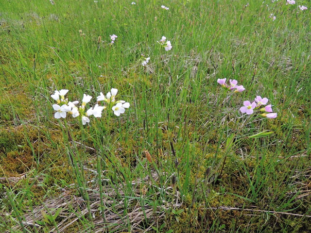 Wiesenschaumkraut beinahe weiß und hell-lila