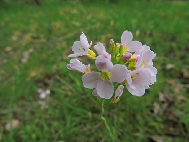 Wiesenschaumkraut 1