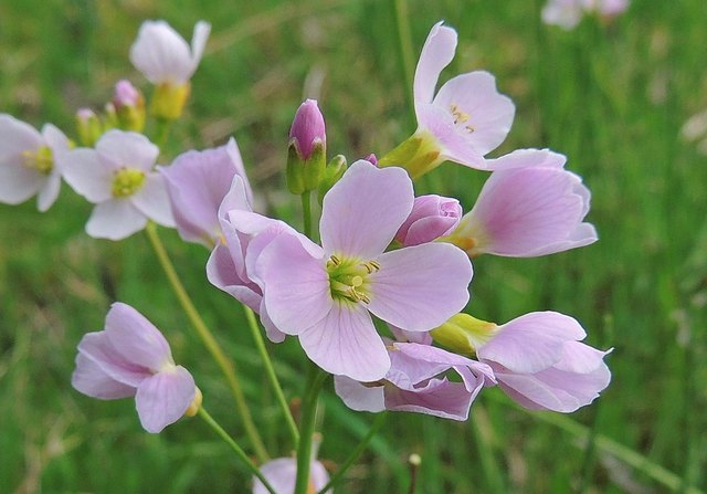 Wiesenschaumkraut 2