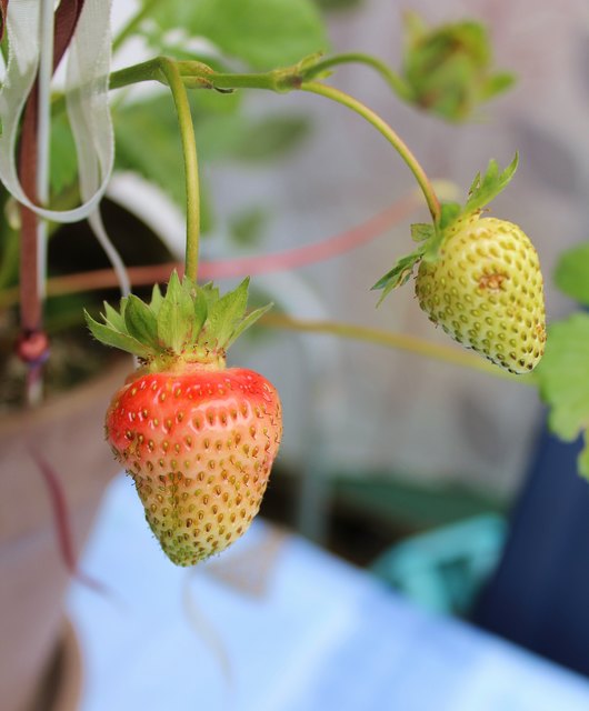 meine Erdbeeren :-)