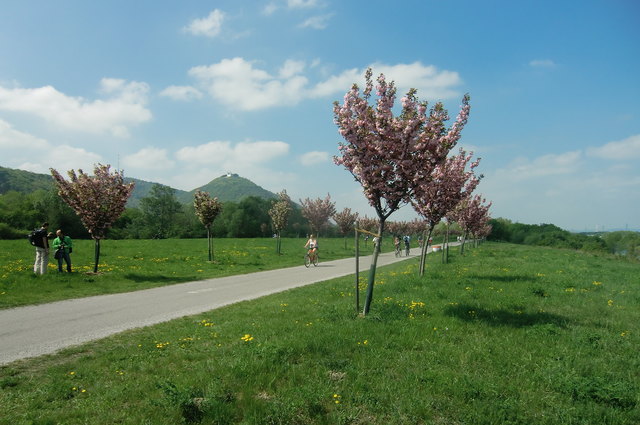 Frühling auf der Donauinsel