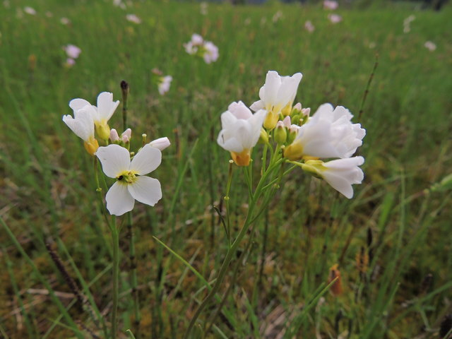 Wiesenschaumkraut 3