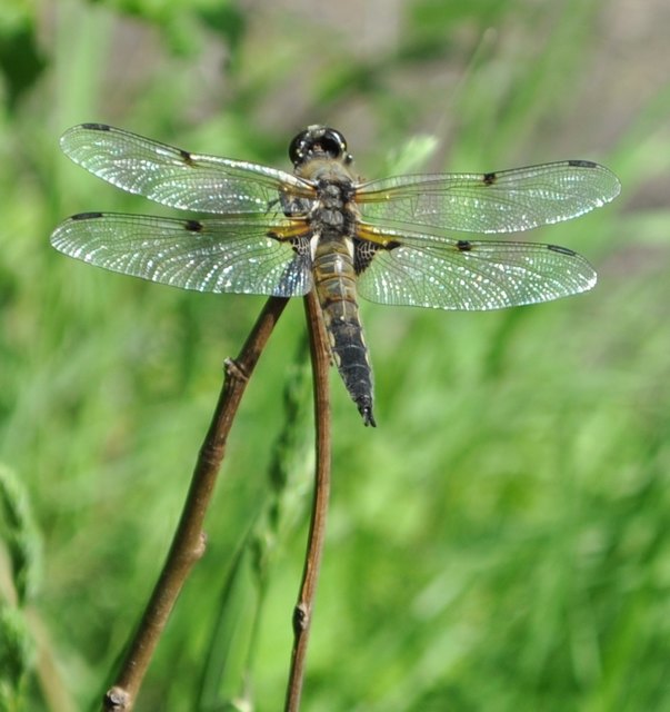 Glanzflügel