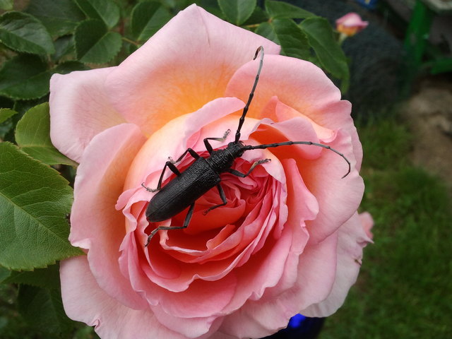 Meine Rosen