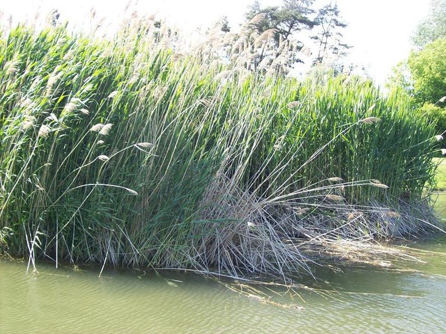 Alte Donau