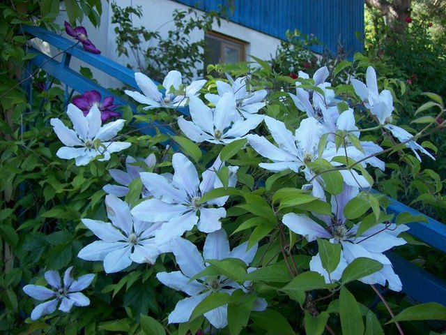 weisse blumen