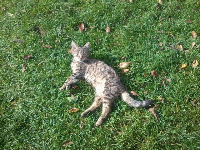 Kleiner steirischer Tiger