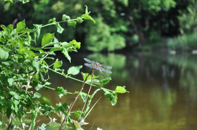Praterauen Libelle