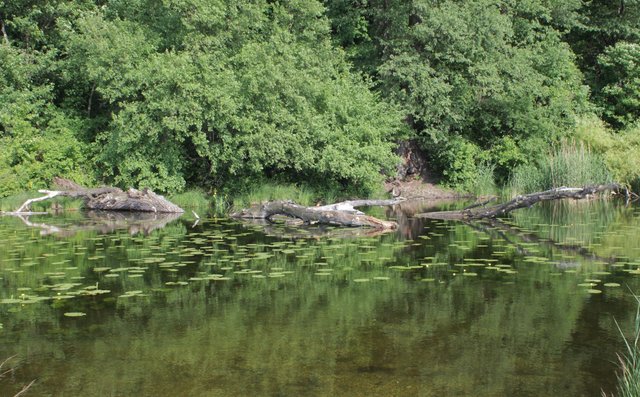 lobau