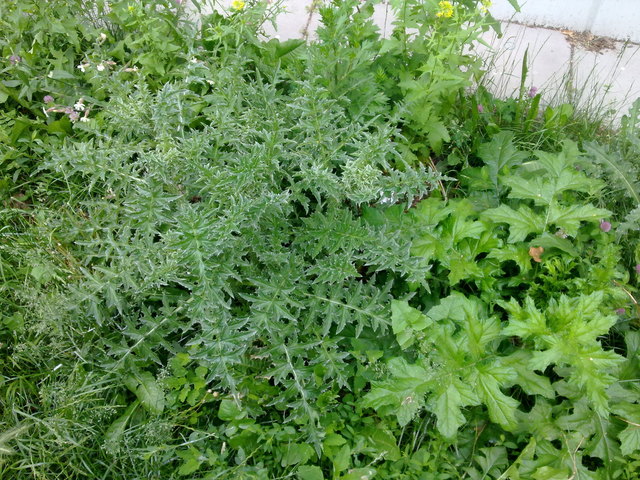 Stachel-sternig
