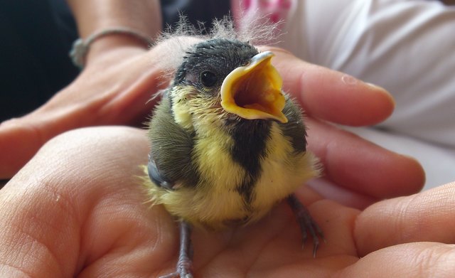 Diese kleine Baby-Meise ist vor einigen Tagen bei unserer Nachbarin aus dem Nest gefallen und wird nun von Familie Kunitzky aufgezogen und anschließend wieder ausgewildert. Wir hoffen alle sehr, dass es gelingt!