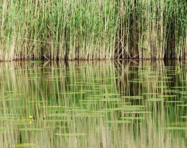 lobau