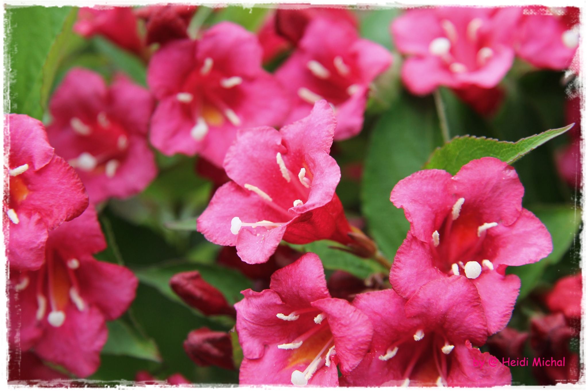 Die Weigela blüht.... Favoriten