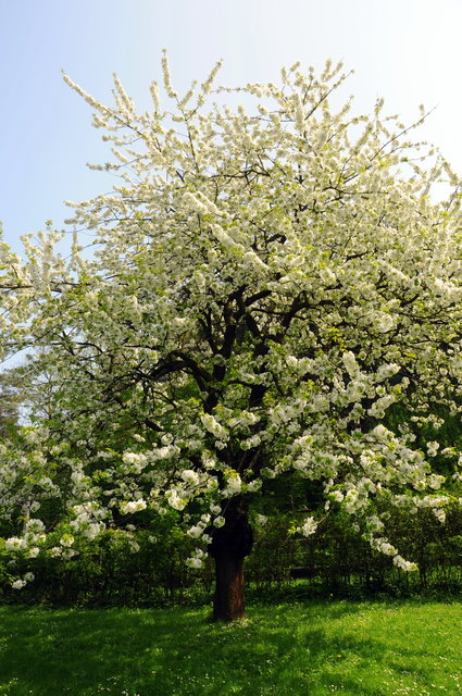Blühender Kirschbaum