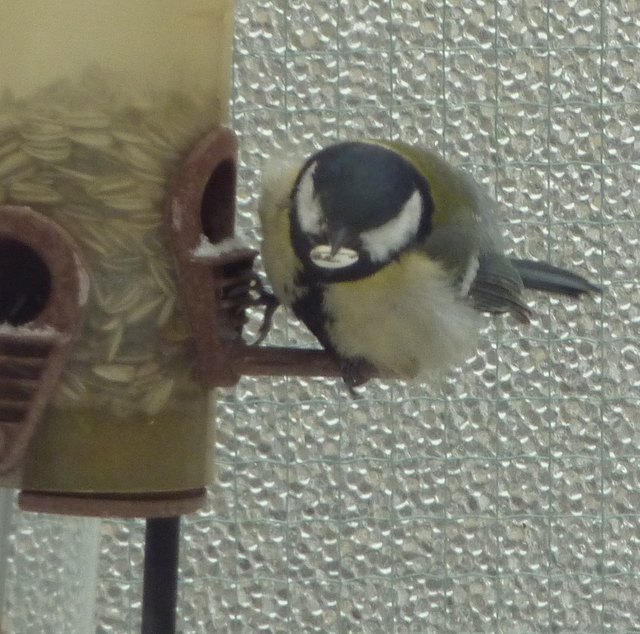ein netter gast auf der terrasse