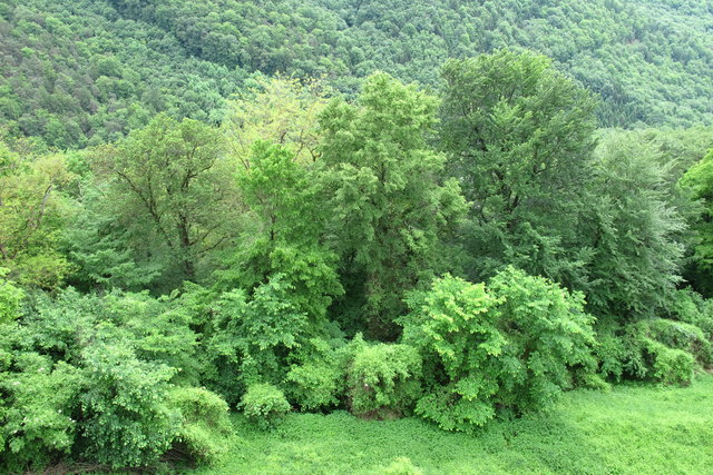 Wald
