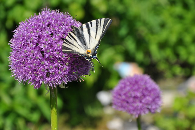 Allium