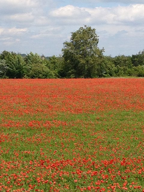 Mohnblumenfeld am Marchfeldkanal