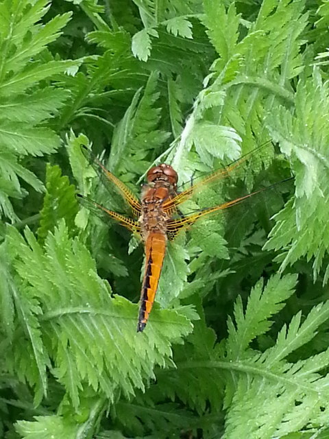 Libelle im Frühjahrsgarten