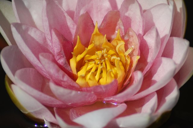 In voller Blüte