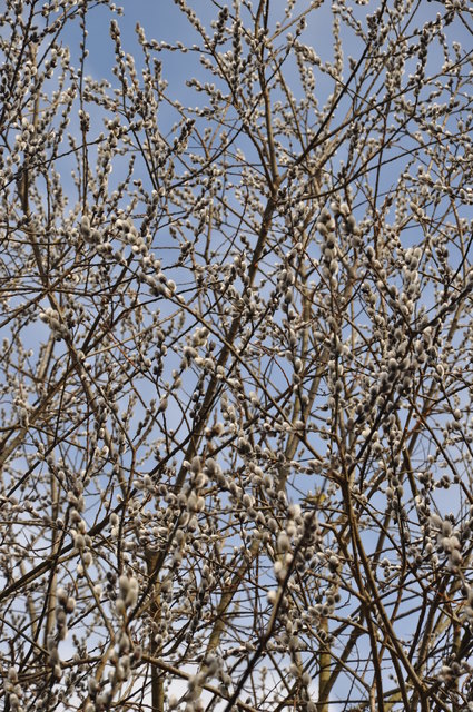 für unsere Bienen