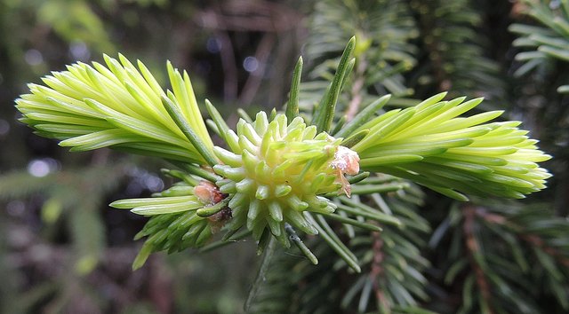 Die Fichtengall-Laus 1