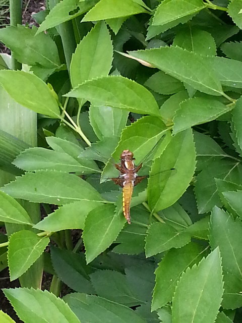 wunderschöne Libelle wer kennt sie ?