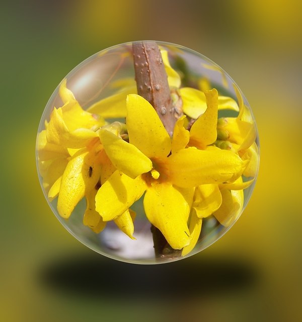 Der „konservierte“ Frühling