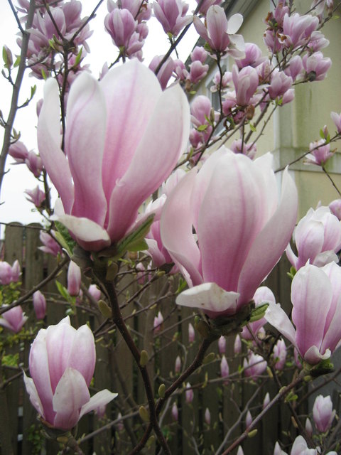 Magnolie in voller Pracht