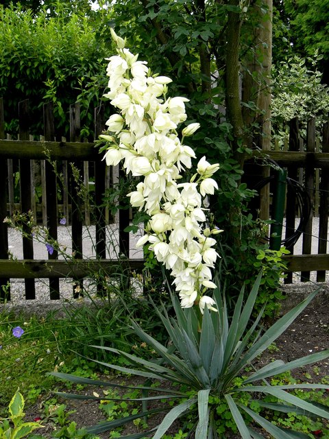 YUCCA / Palmlilie - Ottakring