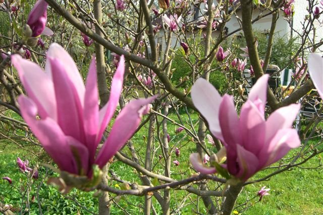 Frühling in Wien