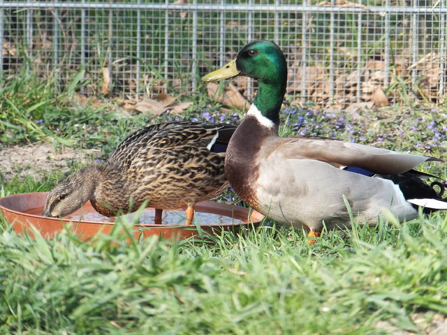 Entenpärchen