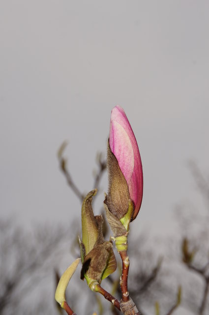 Magnolie