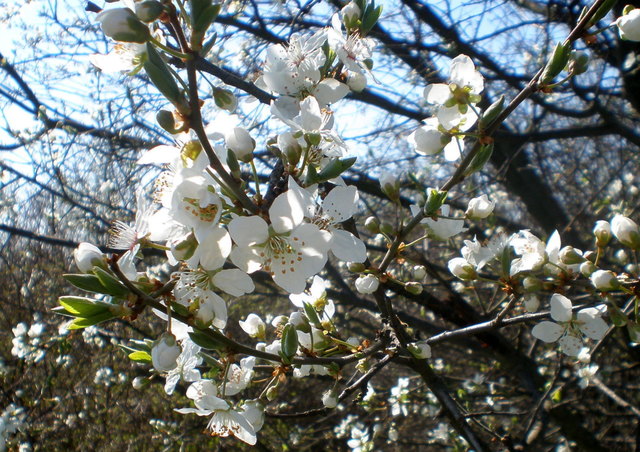 Frühlingsgruß