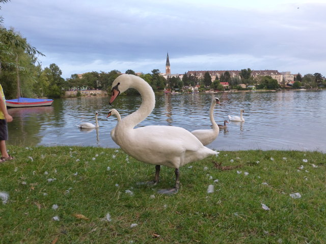 Alte Donau