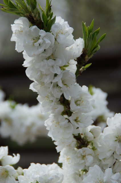 Blüten