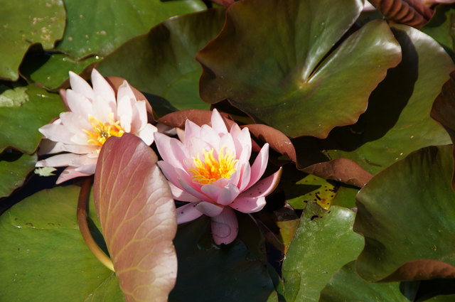 Seerose