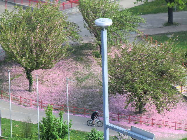 Eine Wiese in Rosa in Kaisermühlen