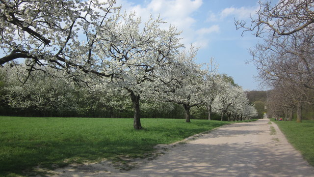 Kirschblüten am Steinhof