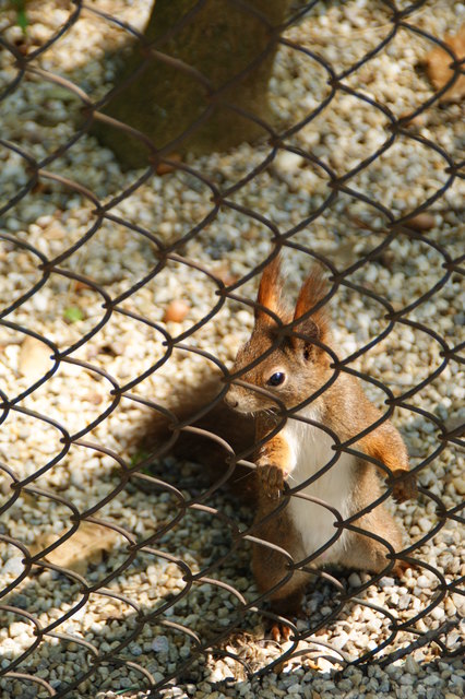 Eichhörnchen