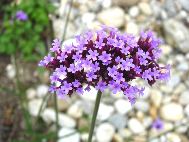 Garten Tulln